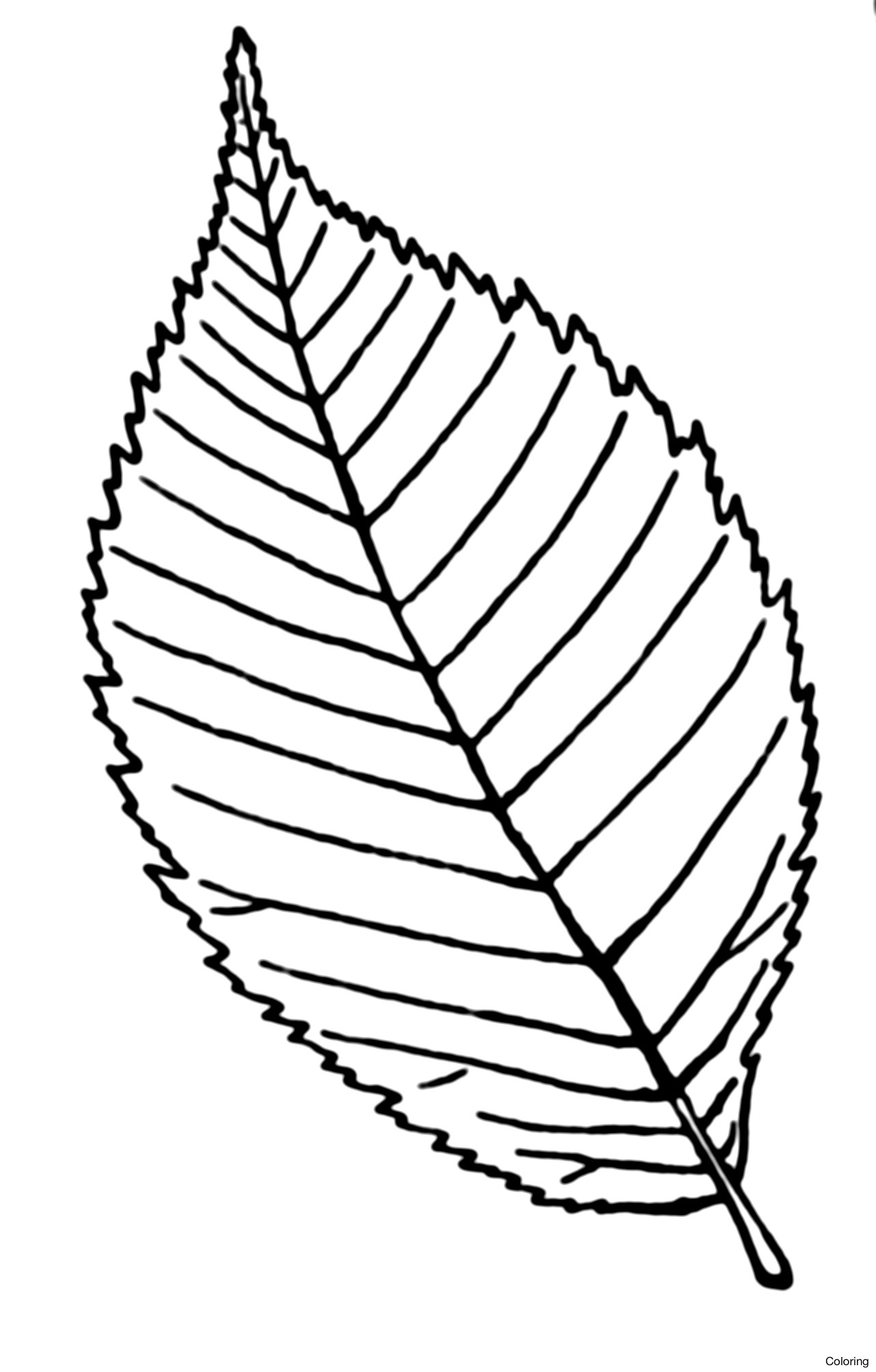 1282x2008 Tea Leaves Drawing Leaf Clipart Black And White