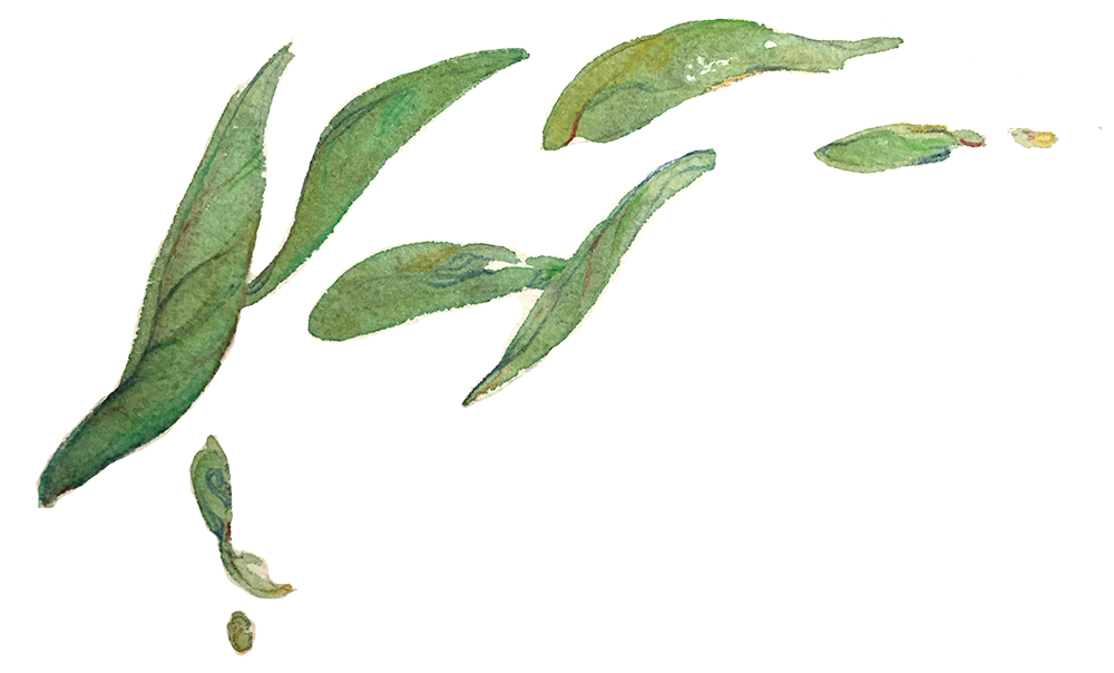 1000x604 Le Tea Leaf Illustration Design