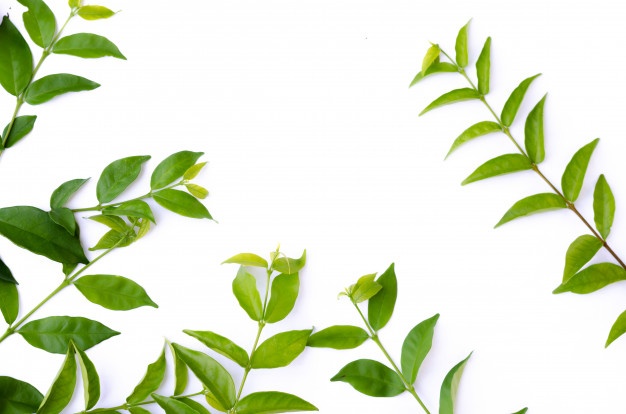 626x414 Leaf Vectors, Photos And Free Download