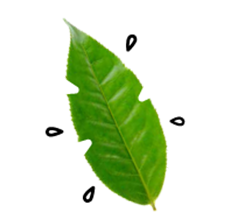 230x214 Tea Guide Ito En