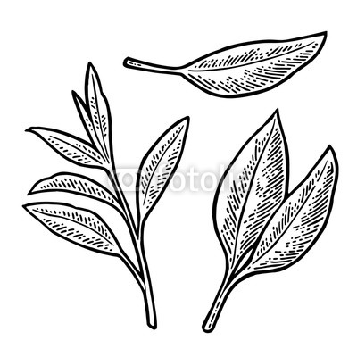 400x400 Tea Branch With Leaves Vector Vintage Engraving Buy Photos Ap