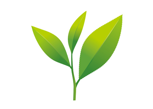 491x350 Tea Leaves Clipart