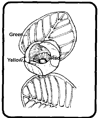 409x480 Umatilla National Forest