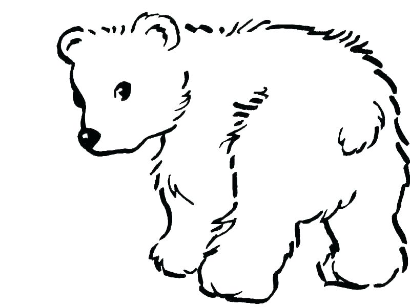 800x600 simple bear drawings polar bear drawings simple polar bear