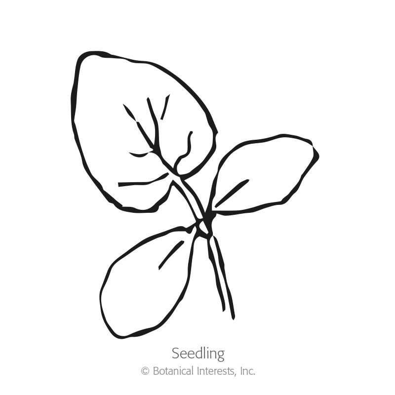 800x800 telegraph improved cucumber seeds, view all vegetables botanical