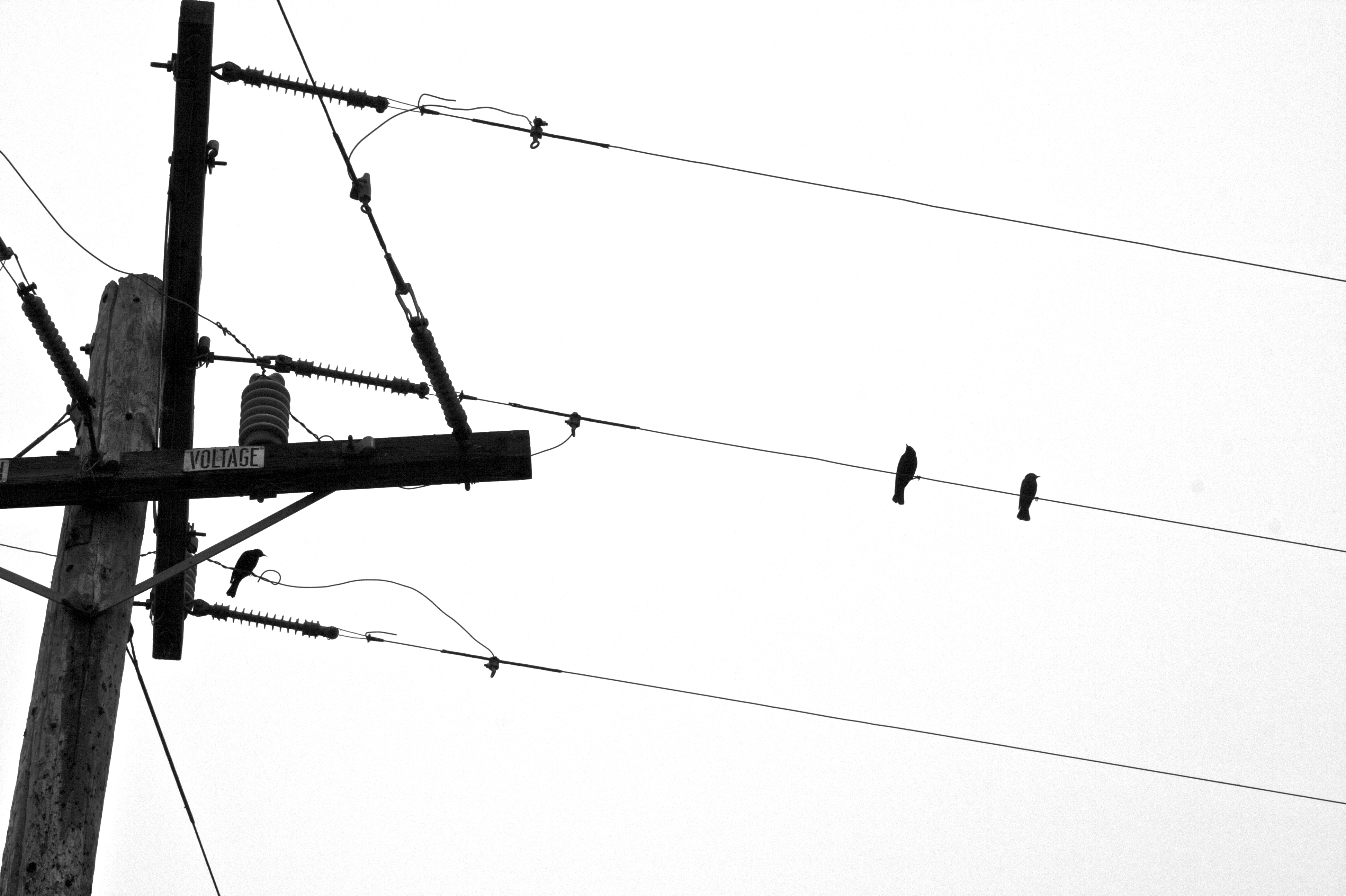 3888x2588 Free Images Bird, Technology, Antenna, Mast, Electricity