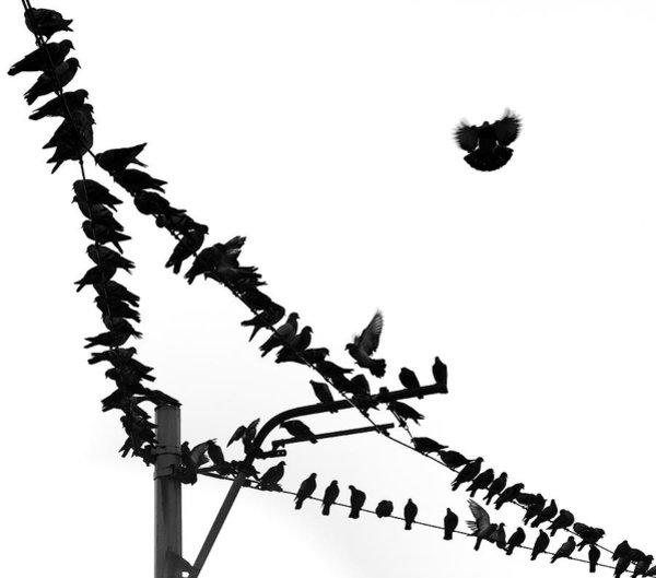 600x529 Telephone Pole Art For Sale