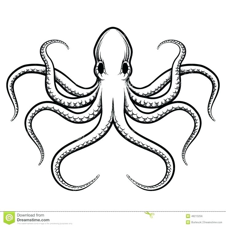 736x737 How To Draw Octopus Image Result For Octopus Line Drawing