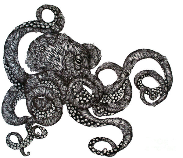 600x518 Tentacles Drawings Fine Art America