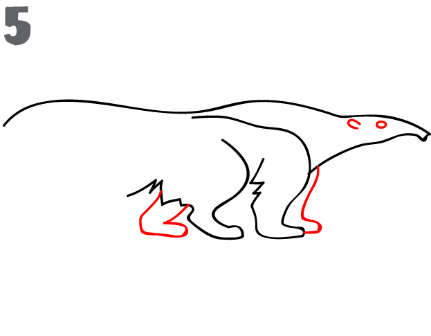 623x485 how to draw an anteater
