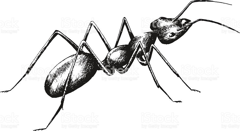 1024x561 image result for ant drawing insects insects, ants, tattoos