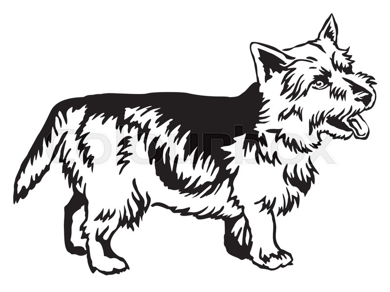800x600 Australian Terrier Drawing