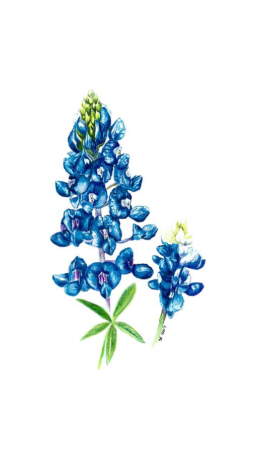 510x900 Texas Bluebonnet Drawing