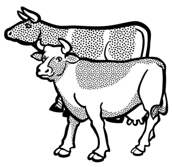 351x340 english longhorn texas longhorn line art hereford cattle drawing