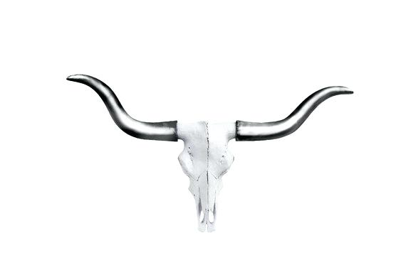 570x380 Longhorn Photograph Dead Cow Skull Of A Steer