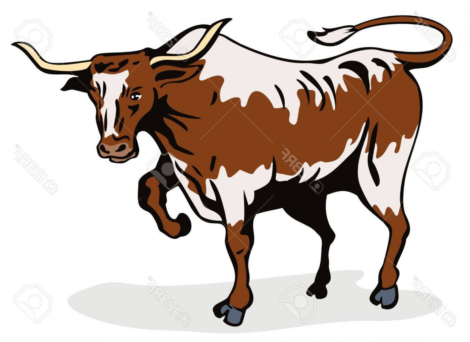 1560x1136 Phototexas Longhorn Bull About To Attack Soidergi