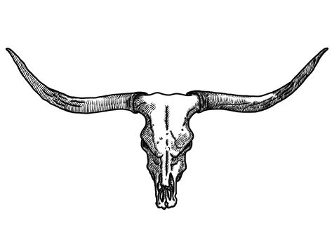 Texas Longhorn Drawing | Free download on ClipArtMag