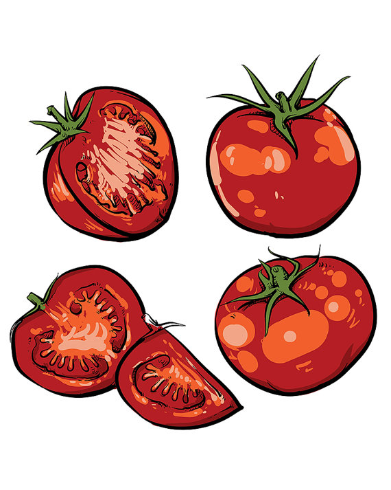 570x713 off sale tomato vector drawing isolated tomato and sliced