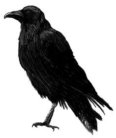 236x280 Crow Sketches Drawing Inspirational How To Draw A Crow Drawing