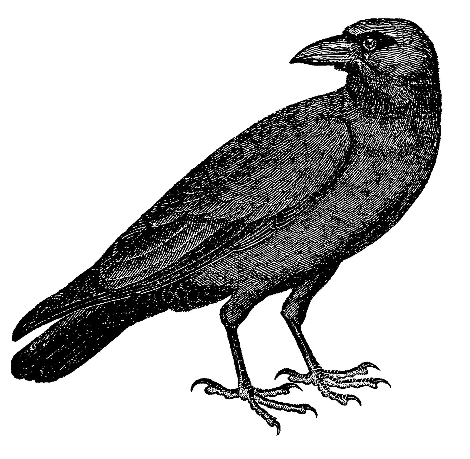 1600x1562 Crow Drawing Vintage For Free Download