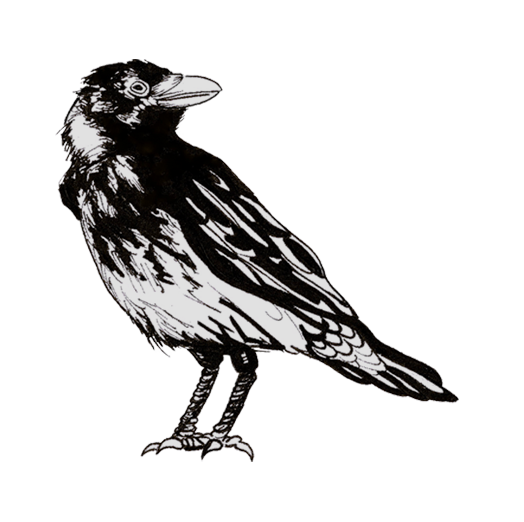 524x522 Collection Of Free Crow Drawing Creepy Download On Ui Ex