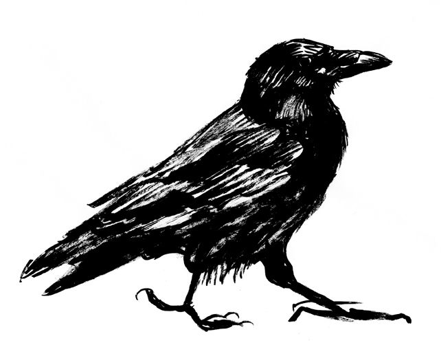 642x502 Raven Drawings Here, Have Some Lovely Ravens Nothing Like
