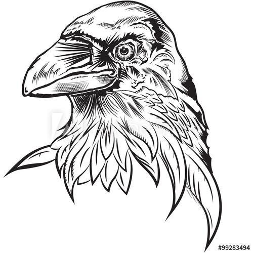 500x500 The Raven Or Crow Black And White Vector Illuctration