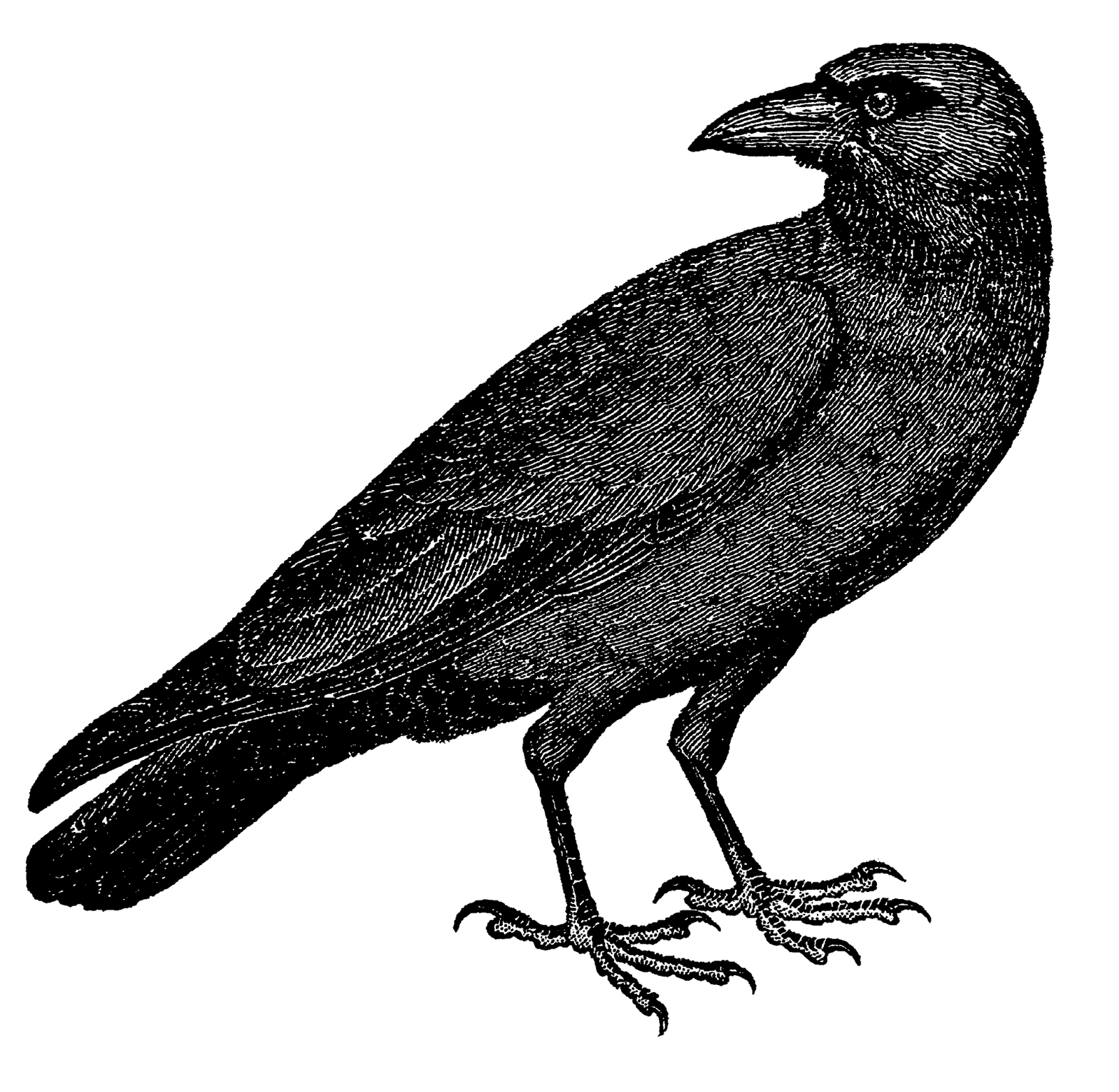 1600x1562 Digital Stamp Design Vintage Free Crow Raven Drawing Bird Images