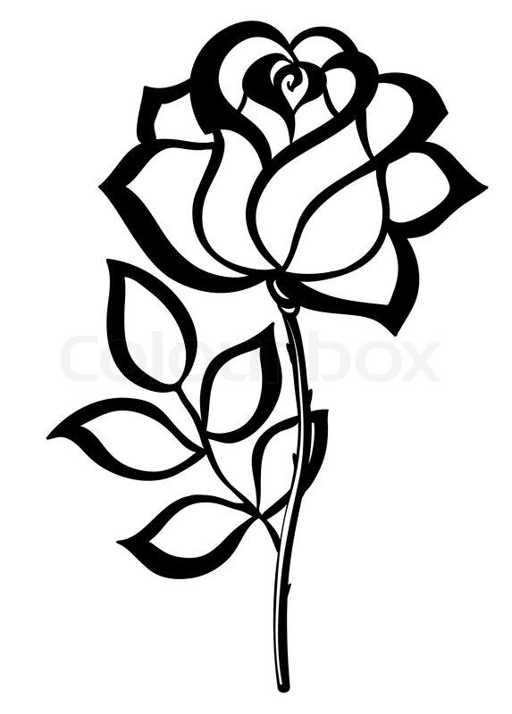 573x800 Profile Drawing Rose For Free Download