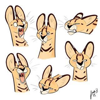 320x320 Serval Design And Expressions I Particularly Enjoyed Drawing