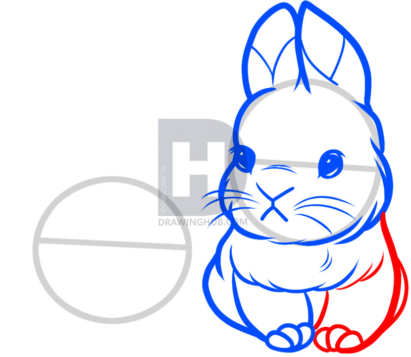 830x720 How To Draw Baby Rabbits, Baby Rabbits, Step