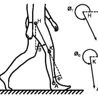 320x320 The Angle Measurement Procedure For Obtaining Thigh And Calf