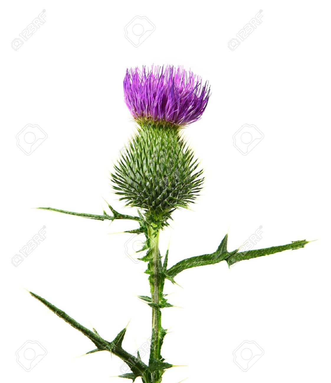 1122x1300 Milk Thistle Drawing