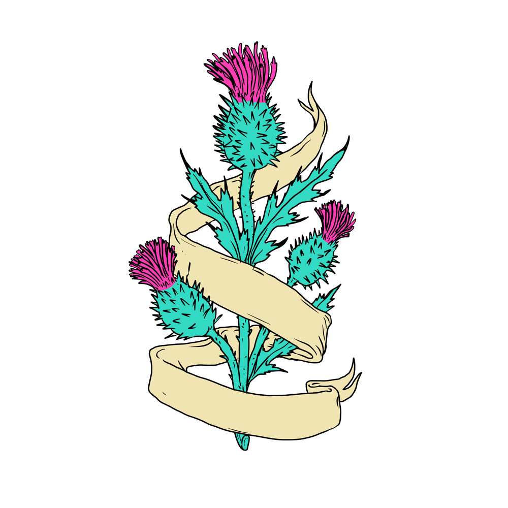 1000x1000 Scottish Thistle With Ribbon Color Drawing On Behance
