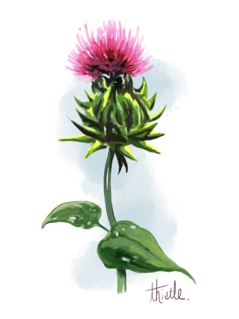 794x1059 Thistle Flower Print Etsy