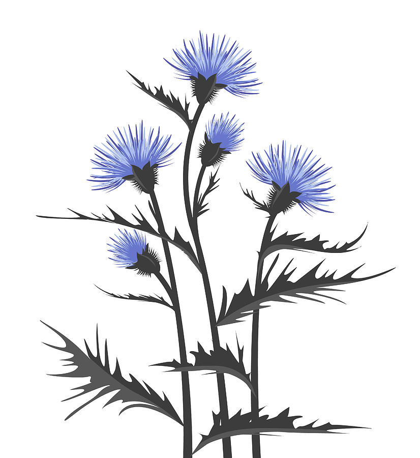 826x900 Thistle With Leaves Drawing