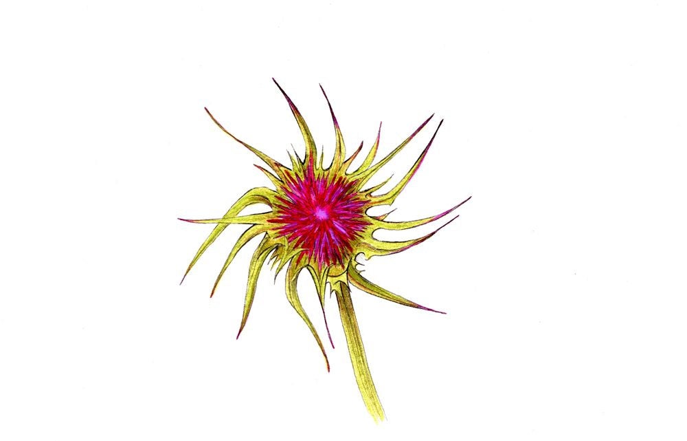 1000x641 Thistle Flower Art Print Of A Drawing I Did Available Etsy