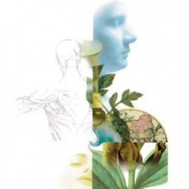 650x650 Carduus Marianus Milk Thistle Seed Organic Tincture