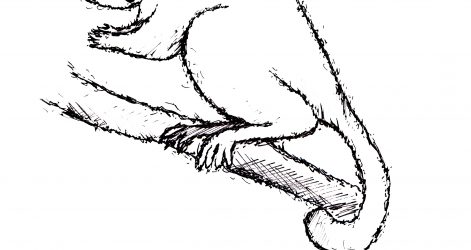 471x250 Drawing Bush Burning Berry Baby A Step