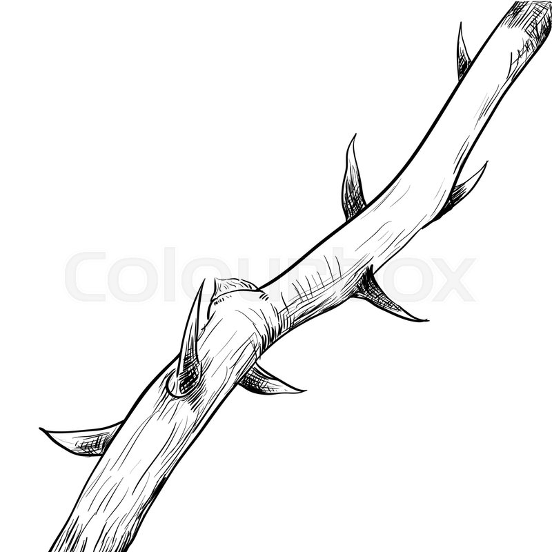 800x800 Hand Drawing Of Thorn Black And Stock Vector Colourbox