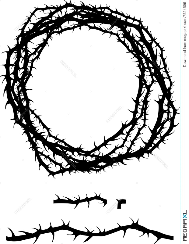 621x800 Thorn Jaggy Brush Bush Rose Plant Illustration