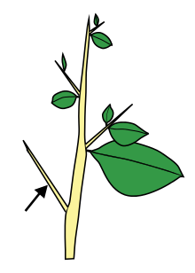 220x308 Thorns, Spines, And Prickles