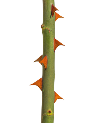 300x400 Why Do Some Plants Have Thorns