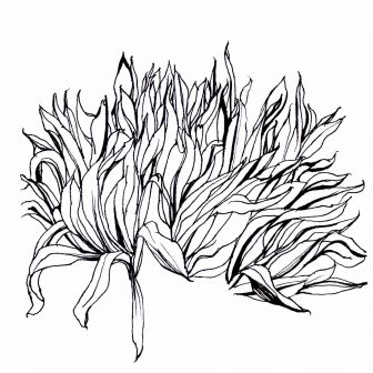 336x336 Bush Drawing Tool Australian Rose Burning Images Blackberry Step