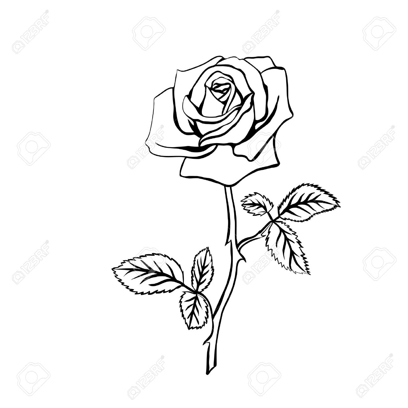 1300x1300 Rose Drawing Thorn For Free Download