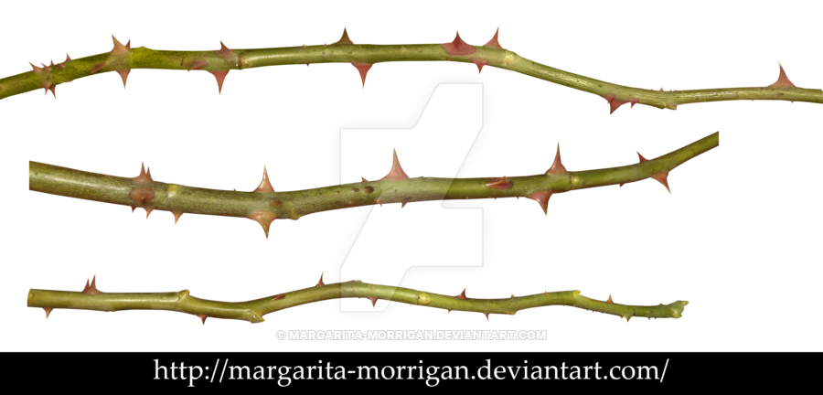 900x432 Thorn Vine Transparent Png Clipart Free Download