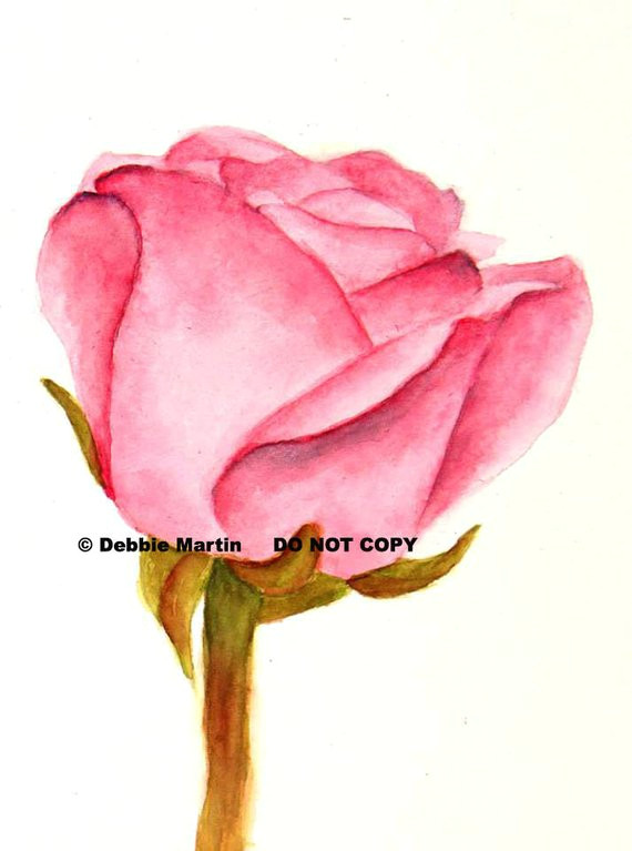 570x767 Drawing A Rose With Pastels If There Be Thorns In Products