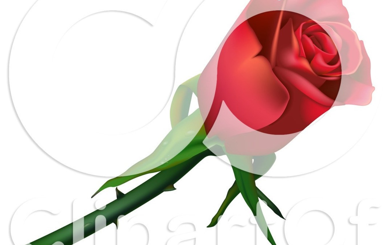 1368x855 Flowers With Thorns Drawing Flowers Healthy Gardening Flower