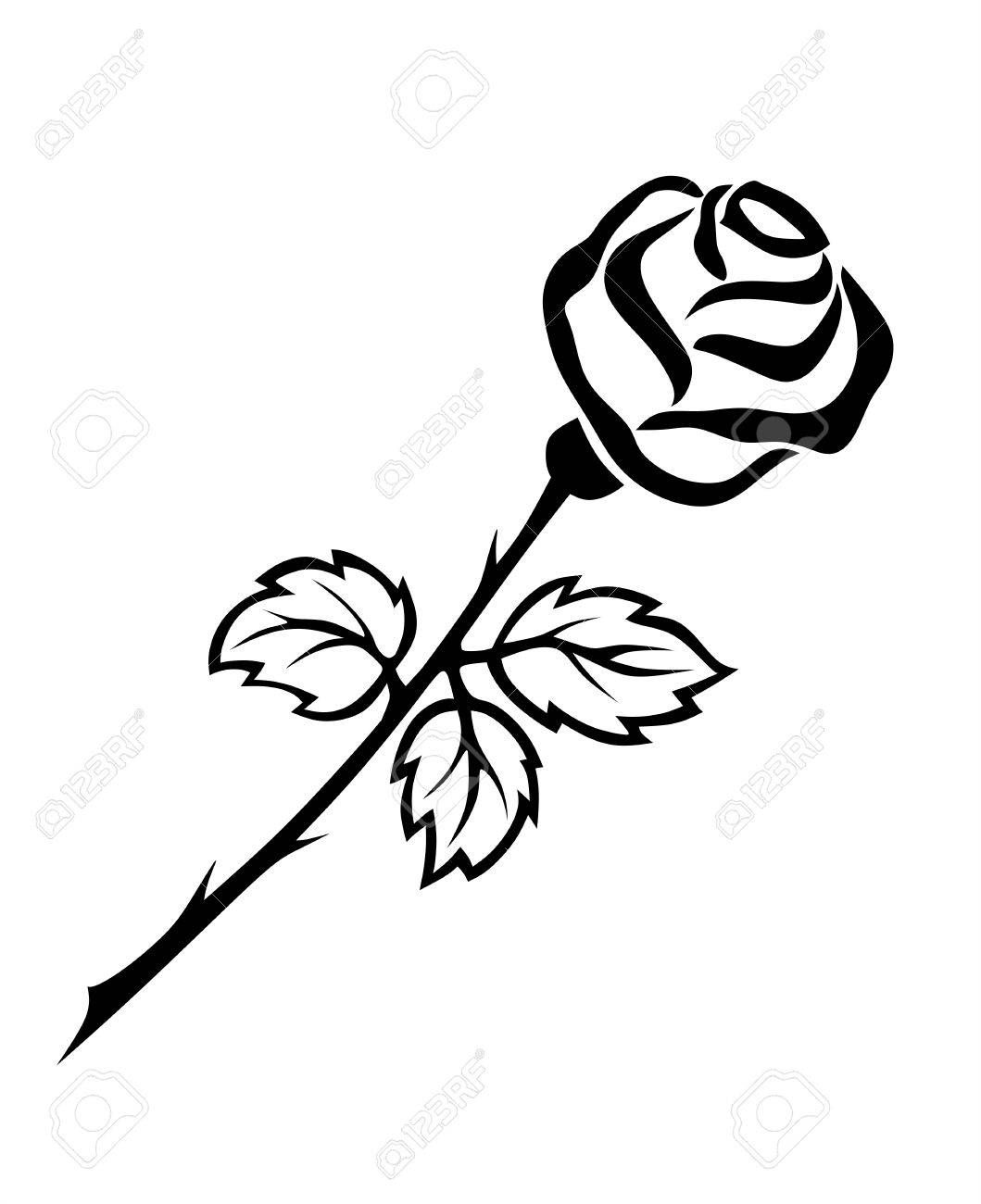 1059x1300 Stock Illustration Symbols White Roses, Rose Thorns, Black, White