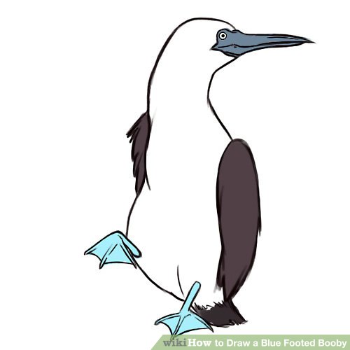 500x500 How To Draw A Blue Footed Booby Steps